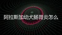 阿拉斯加幼犬腸胃炎怎么辦？阿拉斯加腸胃炎癥狀