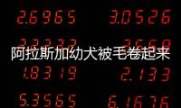 阿拉斯加幼犬被毛卷起來了