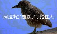 阿拉斯加走累了，抱住大爺腿就撒起嬌來：求抱抱，我還是個寶寶！