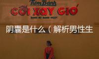 陰囊是什么（解析男性生殖器官結構）
