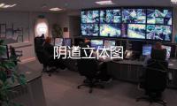 陰道立體圖