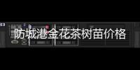 防城港金花茶樹苗價格