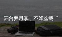 陽臺養月季，不如盆栽“果樹”，3年結出“果子”，采摘一袋，值