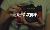 附近寵物貓咪