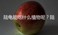 陸龜能吃什么植物呢？陸龜可以吃的植物