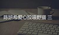 陳妍希愛心投喂野貓 三只小可愛聚集院中畫面溫馨