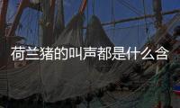 荷蘭豬的叫聲都是什么含義，如何分辨