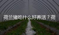 荷蘭豬吃什么好養(yǎng)活？荷蘭豬吃什么好養(yǎng)嗎