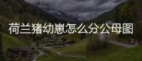 荷蘭豬幼崽怎么分公母圖解？荷蘭豬幼崽怎么分公母圖