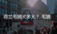 荷蘭毛獅犬多大？ 毛獅犬大全