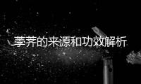 荸薺的來(lái)源和功效解析
