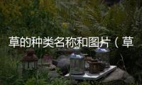 草的種類名稱和圖片（草的種類）