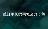 草缸里長綠毛怎么辦（魚缸水草長綠毛怎么辦）
