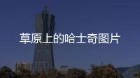 草原上的哈士奇圖片