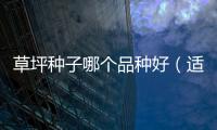 草坪種子哪個品種好（適合冬季播種的冷季型草坪有哪些）