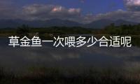 草金魚一次喂多少合適呢(草金魚一次喂食多少)