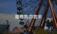 草莓熟游客來