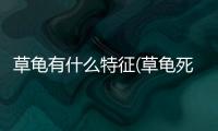 草龜有什么特征(草龜死了什么特征)