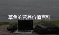 草魚的營養價值百科