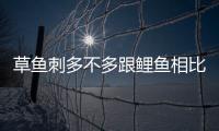 草魚刺多不多跟鯉魚相比（草魚刺多）