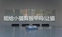 能給小貓剪指甲嗎(讓貓咪自愿剪指甲的小妙招)