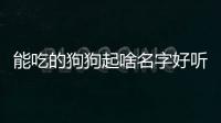 能吃的狗狗起啥名字好聽(能吃的狗狗起啥名字好)