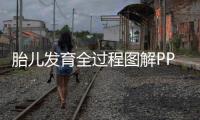 胎兒發育全過程圖解PPT，讓你輕松了解胎兒成長變化