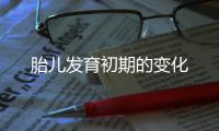 胎兒發育初期的變化