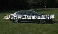 胎兒發育過程全程圖片詳解,胎兒發育各階段圖解