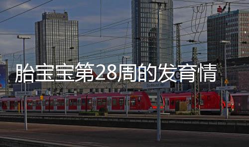 胎寶寶第28周的發育情況