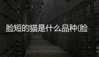 臉短的貓是什么品種(臉平的貓是什么品種)
