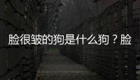 臉很皺的狗是什么狗？臉很皺的狗是什么品種的狗