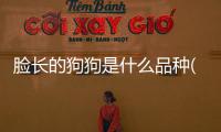 臉長的狗狗是什么品種(臉瘦長的狗狗是什么品種)