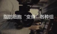 脂肪細胞“變身”各種組織植入物 用于治療心臟和大腦等器官損傷