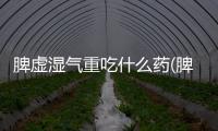 脾虛濕氣重吃什么藥(脾虛濕氣重怎么調理)