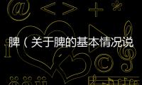 脾（關于脾的基本情況說明介紹）