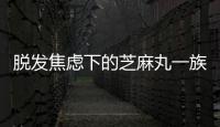 脫發(fā)焦慮下的芝麻丸一族：年花6500元保發(fā)際線