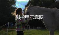 腳指甲示意圖