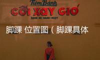 腳踝 位置圖（腳踝具體位置圖片）