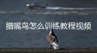 臘嘴鳥怎么訓練教程視頻？怎樣養好臘嘴鳥