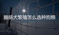 臘腸犬繁殖怎么選種狗糧(臘腸犬是怎么培育出來的)