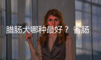 臘腸犬哪種最好？ 香腸犬