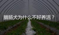 臘腸犬為什么不好養活？臘腸犬為什么不好養了