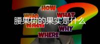 腰果樹的果實是什么