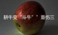 耕牛變“斗牛””重傷三人 疑似牛發瘋病
