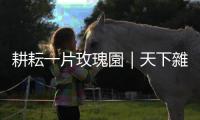 耕耘一片玫瑰園｜天下雜誌