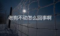 老狗不動怎么回事啊