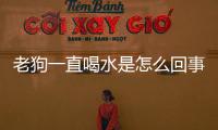 老狗一直喝水是怎么回事啊吃什么藥(老狗老喝水是不是要死)