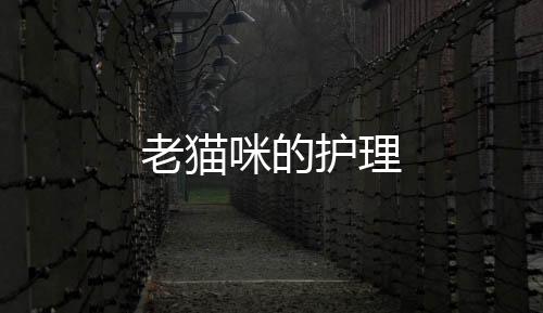 老貓咪的護理