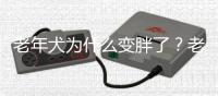 老年犬為什么變胖了？老年犬過于肥胖